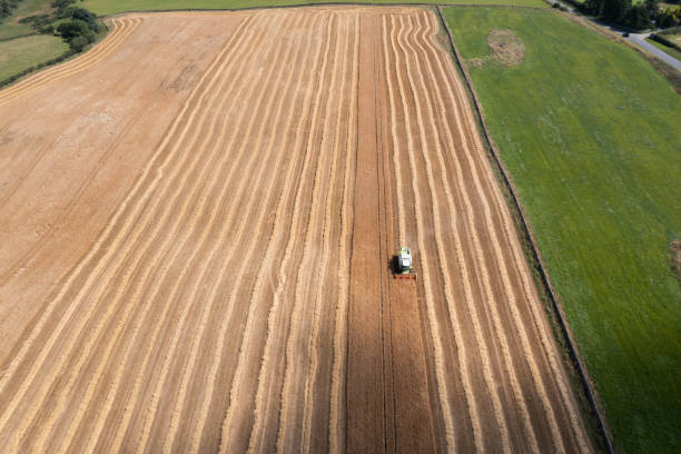 Aerial view of harvesting a cereal crop in rural Scotland on a bright sunny morning