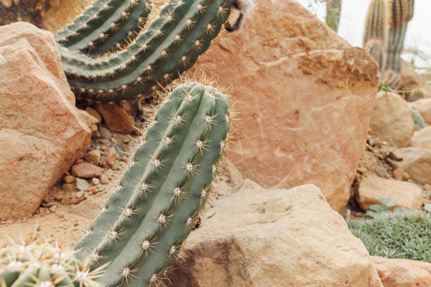 Desert Cactus Plants with Spines Growing Amongst Rocky Terrain in Arid Climate.