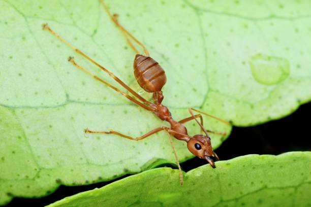 istock Ant biting leaf, building nest - animal behavior. 2164788035