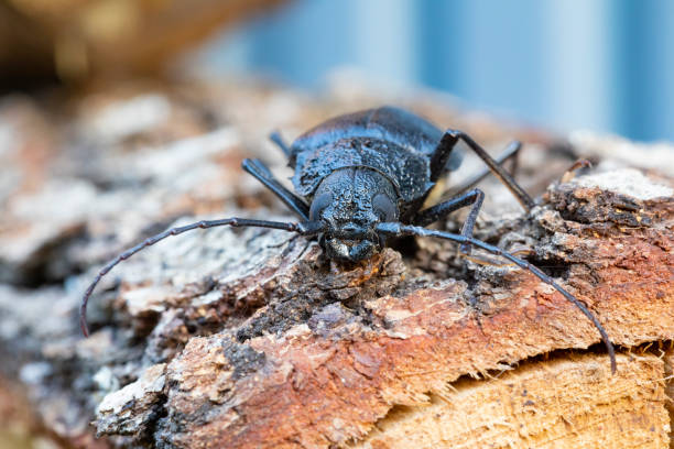 Larvae of these beetles are xylophagous. They mainly feed on downy oak (Quercus pubescens), evergreen oak (Quercus ilex) and cork oak (Quercus suber). These longhorn beetle are considered a pest of oaksThey are considered  a danger for Quercus Forests