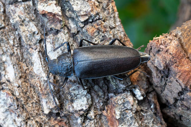 Larvae of these beetles are xylophagous. They mainly feed on downy oak (Quercus pubescens), evergreen oak (Quercus ilex) and cork oak (Quercus suber). These longhorn beetle are considered a pest of oaksThey are considered  a danger for Quercus Forests