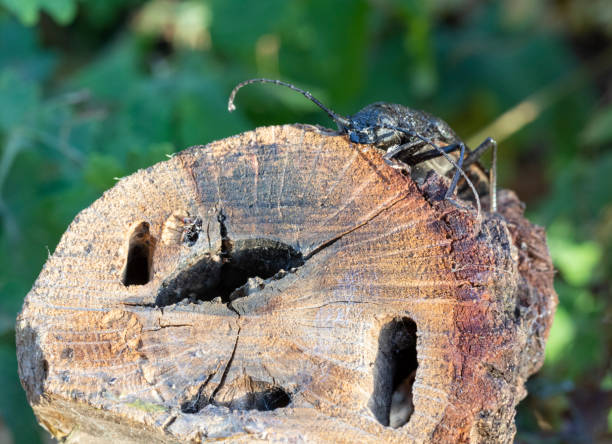 Larvae of these beetles are xylophagous. They mainly feed on downy oak (Quercus pubescens), evergreen oak (Quercus ilex) and cork oak (Quercus suber). These longhorn beetle are considered a pest of oaksThey are considered  a danger for Quercus Forests
