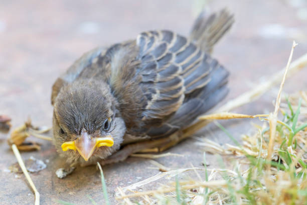 Common sparrow in the floor, summer time