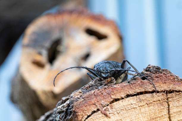 Larvae of these beetles are xylophagous. They mainly feed on downy oak (Quercus pubescens), evergreen oak (Quercus ilex) and cork oak (Quercus suber). These longhorn beetle are considered a pest of oaksThey are considered  a danger for Quercus Forests