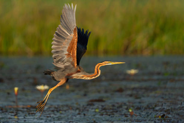 istock Purple heron take of in the Chobe River 2164792177