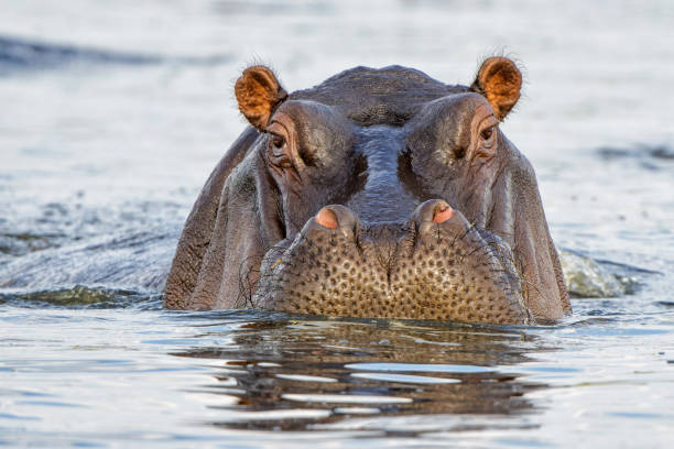 istock Hippopotamus shows dominant behaviou in the Chobe River 2164792303
