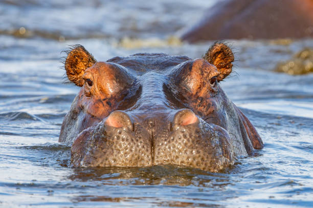 istock Hippopotamus shows dominant behaviou in the Chobe River 2164792440