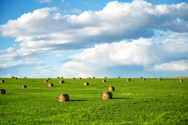 istock Rolled bale hay stack on green hill in farmland with white cloud in blue sky on sunny day 2164792779