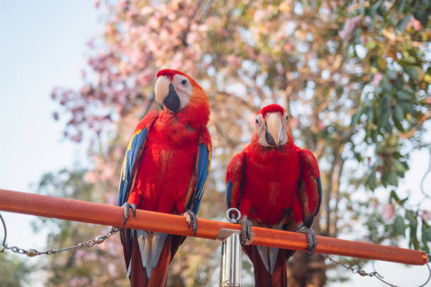 Red Scarlet Macaws perching on rail in blooming garden