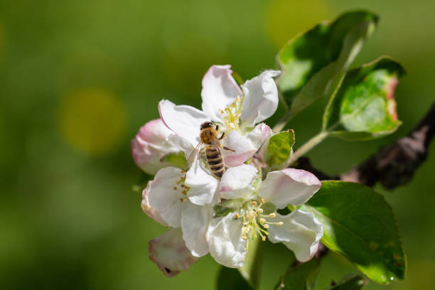 istock A blooming apple tree. Pink and white apple blossoms on a branch in spring. Floral spring and summer background. 2164793579