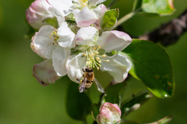 istock A blooming apple tree. Pink and white apple blossoms on a branch in spring. Floral spring and summer background. 2164793631