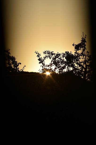Sunset in the woods in Tuscany
