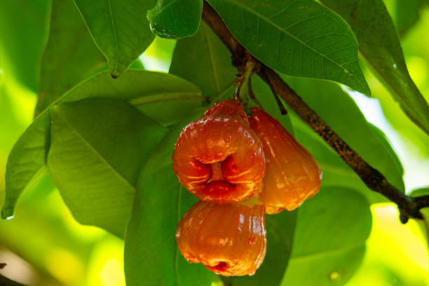 Low angle view bunch of wet red Rose Apples hanging at a branch of the tree in rainy season.