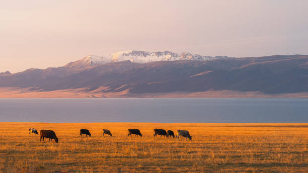 istock Sailimu Lake scenery in Xinjiang, China 2164797202