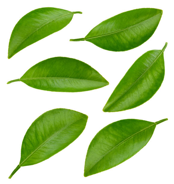 istock Citrus leaves with clipping path isolated 2164797266