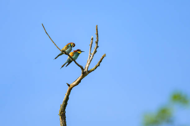 Two European bee eaters resting on a tree, sunny day in springtime, blue sky, Austria