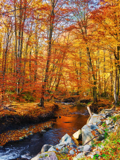 istock trees on the shore of a mountain river 2164797476