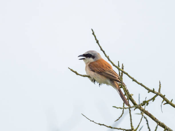 A male Red Backed Shrike sitting on a bush