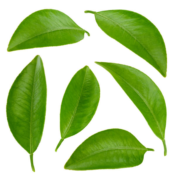 istock Citrus leaves with Clipping Path 2164799256