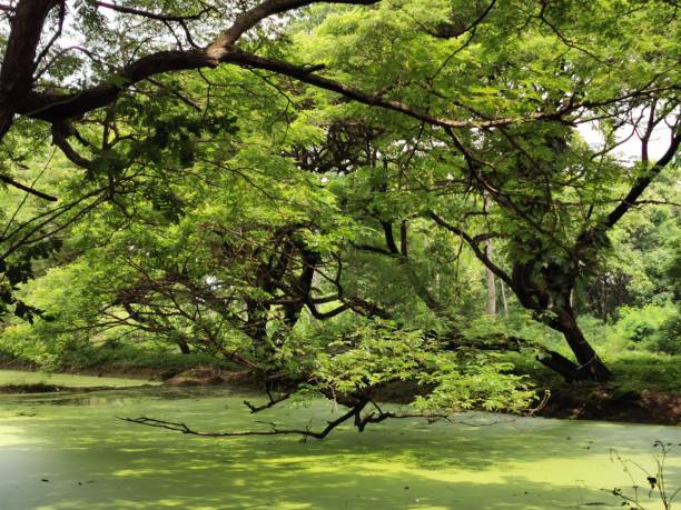 istock A large tree with a long branch is in a lush green field. 2164799280