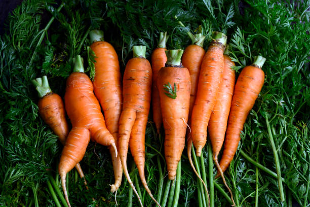 istock Fresh young organic carrots on the vegetable garden 2164800221
