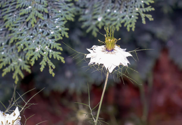 Delicate white Nigella sativa or love flower in mist, botanical background with copy space.