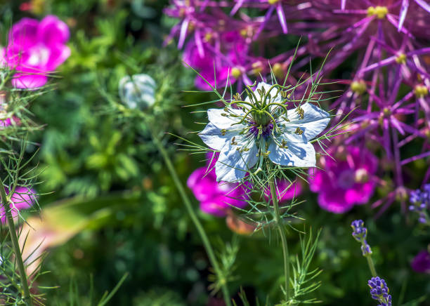 Delicate white Nigella sativa or love flower in mist, botanical background with copy space.