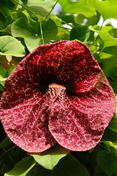 istock Giant pelican flower (Aristolochia gigantea) 2164806595
