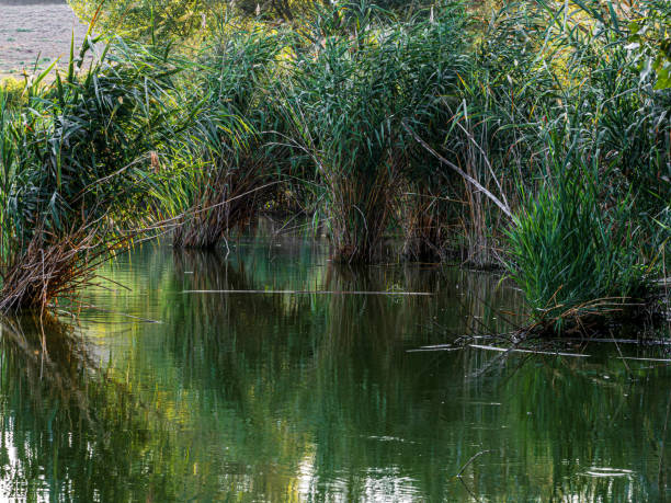 swamp