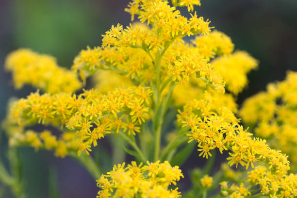 istock Canada goldenrod, Solidago canadensis flowers closeup selective focus 2164808909