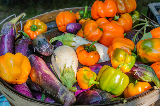 Colorful basket of fresh bell peppers and eggplant at a weekly Cape Cod farmers market in late July.