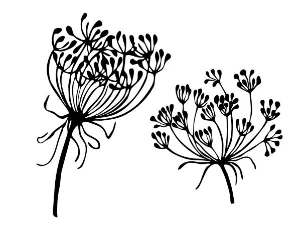 illustrazioni stock, clip art, cartoni animati e icone di tendenza di illustrazioni vettoriali di ramoscelli di aneto, in stile doodle, disegnate a mano. - aneto