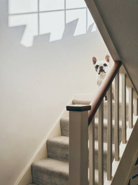 istock Dog  afraid of stairs 2164814434