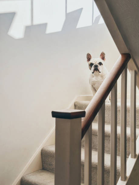 istock Dog  waits at the stairs 2164814442