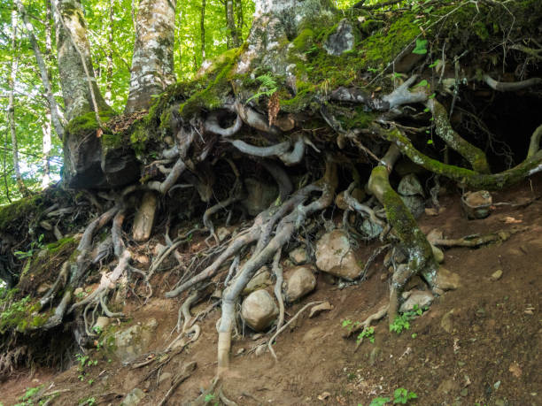 Tree, Brohl valley, Eifel, Rhineland-Palatinate, Germany