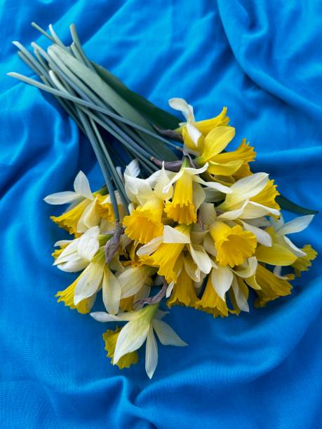 istock Bouquet of yellow daffodils on blue fabric 2164814960