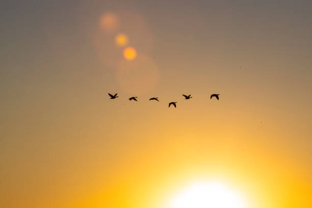 istock migratory birds in front of a sundown 2164816007