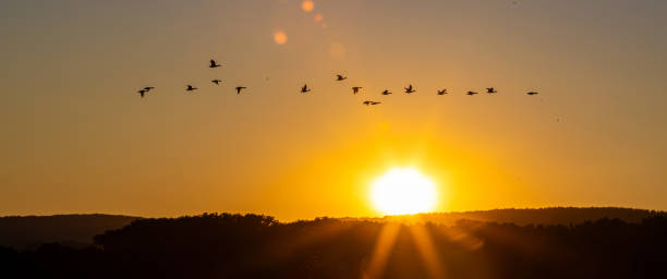 istock migratory birds in front of a sundown panorama 2164816016