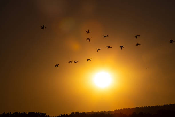 migratory birds in front of a sundown