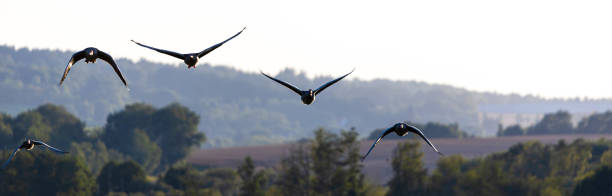 istock migratory birds over the landscape panorama 2164816031