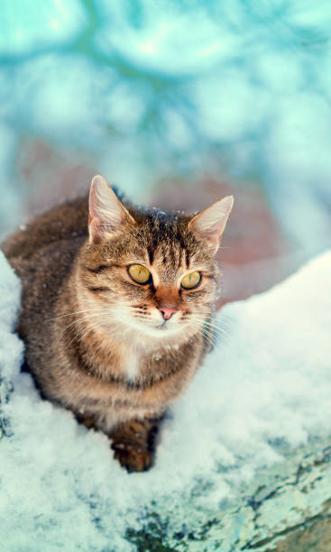 istock Cute cat sits on a tree in snowy winter. Vertical banner 2164816117