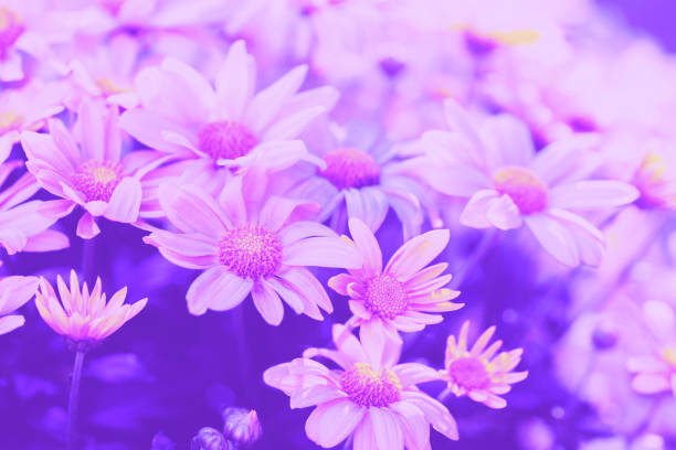 Cineraria flower plant on grunge background with copy space
