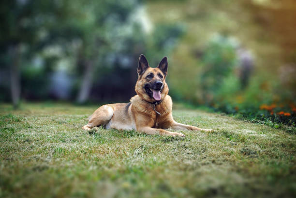 istock Dog German Shepherd lying on green grass in the garden 2164817714