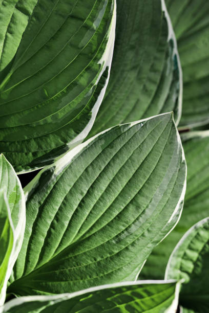 istock Beautiful Hosta leaves background, dark green leaf close up texture, abstract foliage nature pattern, top view scenery, green monochrome gradient, lush variegated green leaves with white edge 2164817995