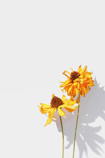 istock Beautiful top view pattern with dry yellow flowers on white background, minimal style contemporary flat lay. Autumn floral still life scene natural flower, blooming garden florets, floral design 2164818003