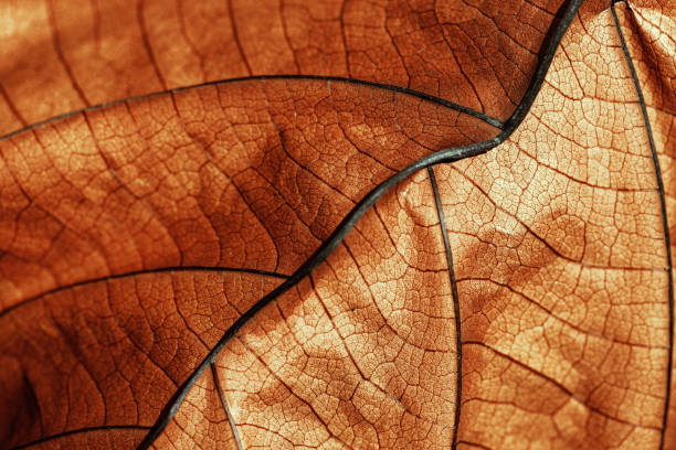 istock Autumn Dried leaf close up with natural veins pattern, brown leaf as nature background. Trend botanical design backdrop, environment pattern, fall seasonal still life macro trend, soft focus 2164818302