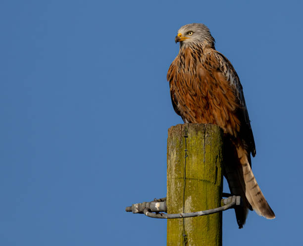 istock Brown eagle sitting on a post with a blue sky in the background 2164818320