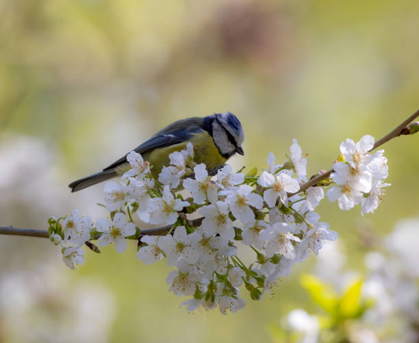 istock Tiny bird perched on a white cherry blossom branch in a park. 2164818322