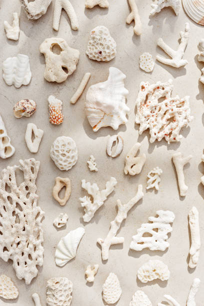 istock Trend pattern from closeup seashells, coral on sandy tones background. Minimal photo at sunlight. Summer vacation concept, beach mood. Nautical design. Top view nature aesthetics vertical still life 2164818659