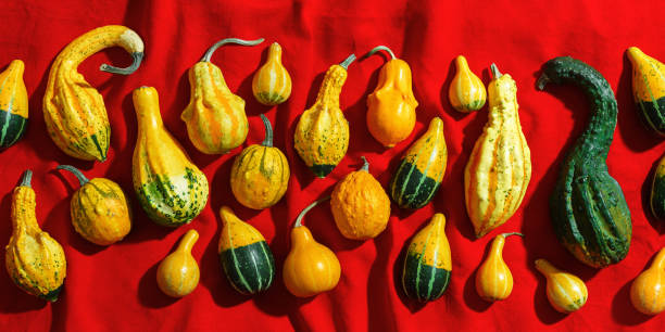 istock Pumpkins pattern, decorative diverse pumpkin, squash, patisson on red cloth background top view. Autumn, fall, halloween holiday banner. Minimal autumnal flat lay with sunlight shadows. 2164818662